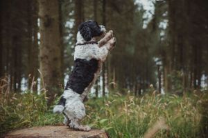 pet-photoshoot