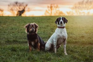 pet-photoshoot