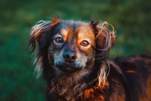 pet-photoshoot