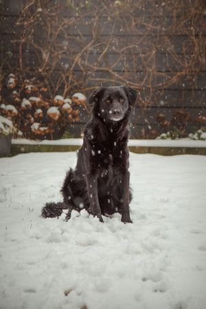 pet-photoshoot