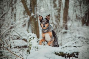 pet-photoshoot