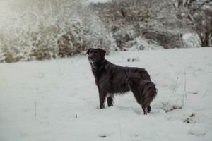 pet-photoshoot