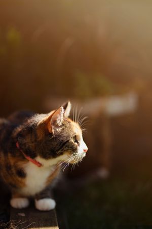 pet-photoshoot