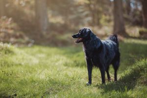 pet-photoshoot
