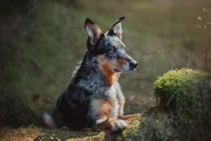 pet-photoshoot