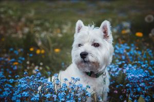 pet-photoshoot