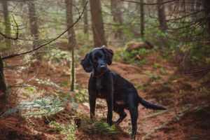 pet-photoshoot