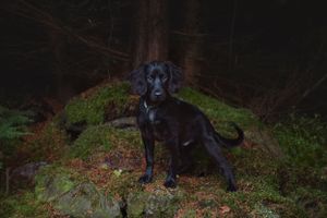 pet-photoshoot