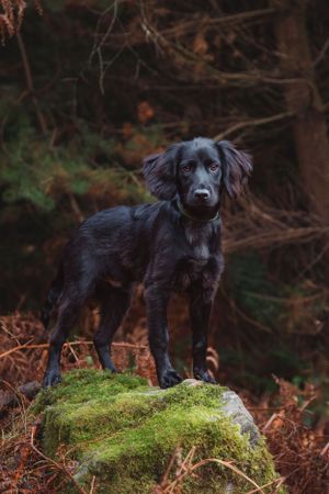 pet-photoshoot