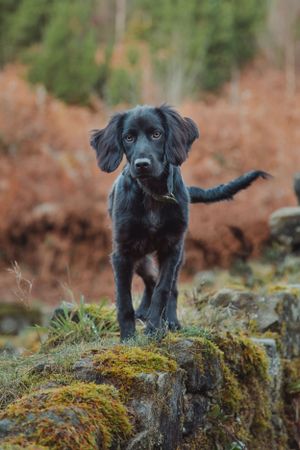 pet-photoshoot
