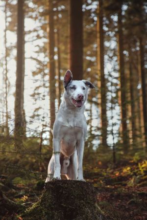 pet-photoshoot