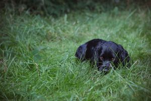 pet-photoshoot