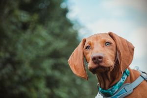 pet-photoshoot