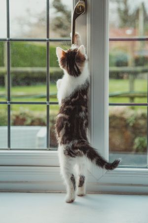 pet-photoshoot