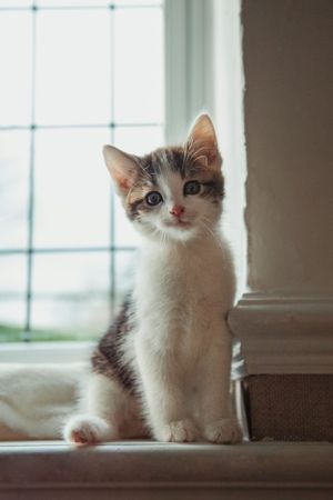 pet-photoshoot