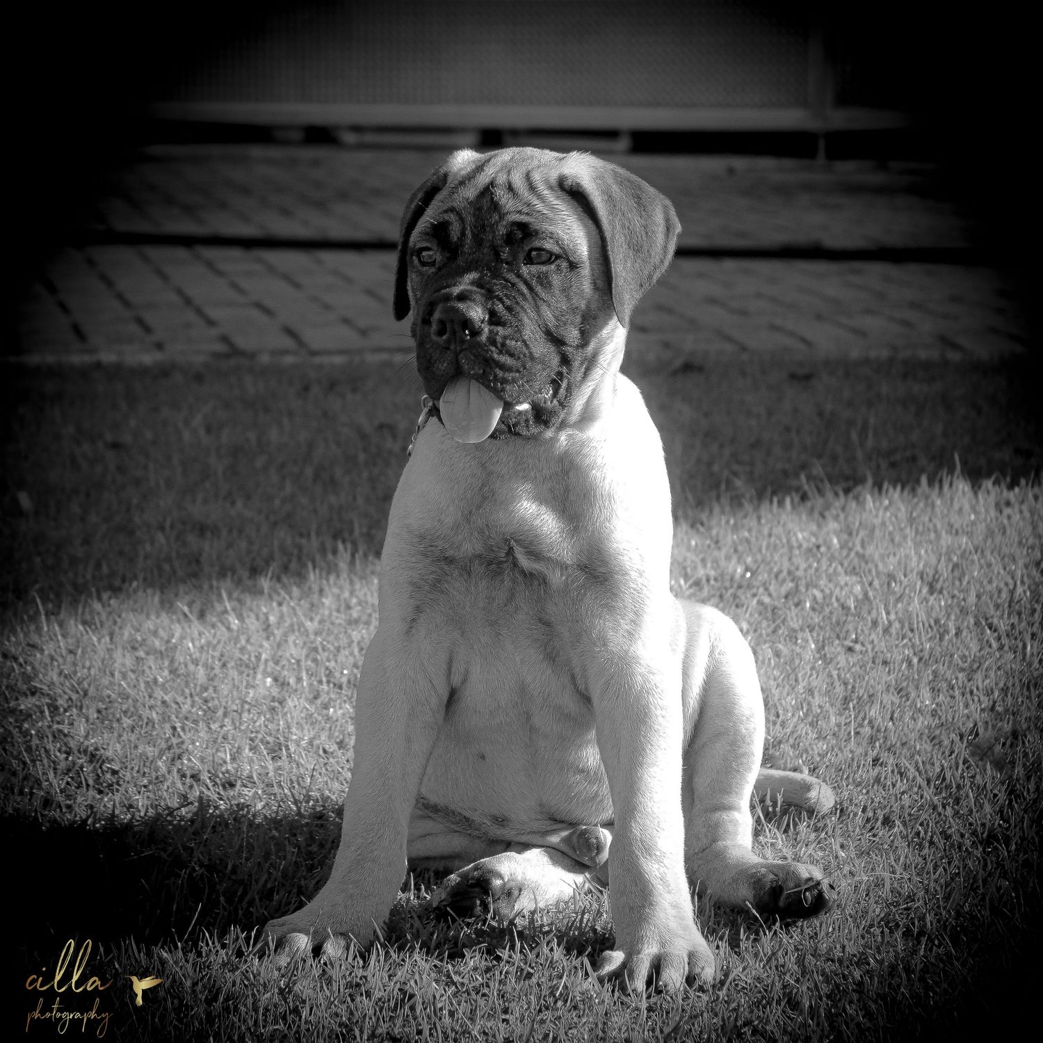 Pet photography.