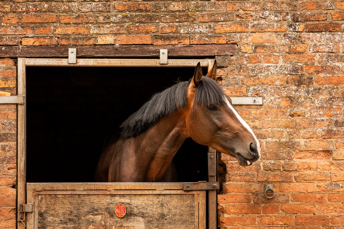Horse peering out from a rustic brick stable with a wooden door.