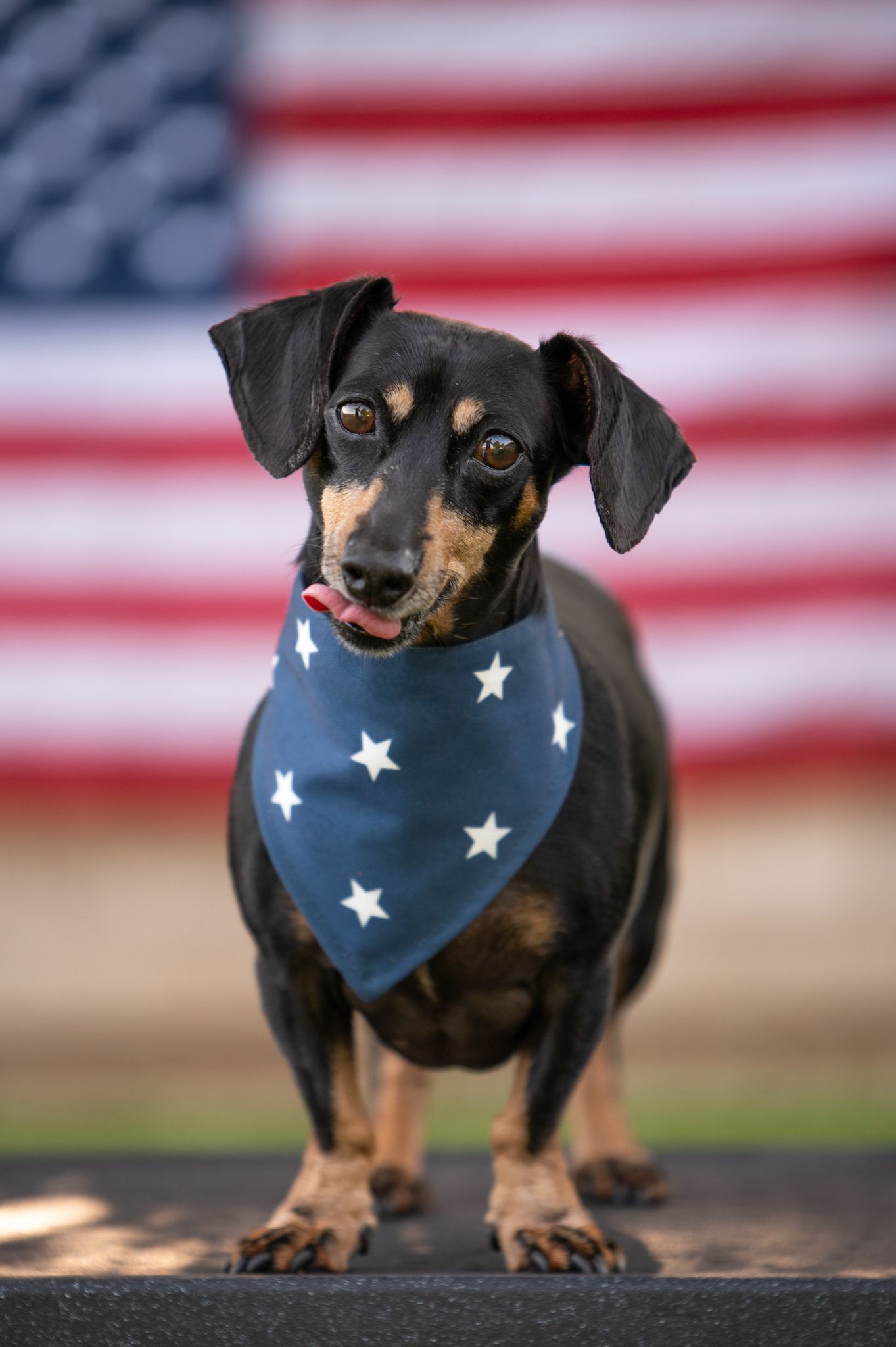 dog wearing star bandana in front of American flag