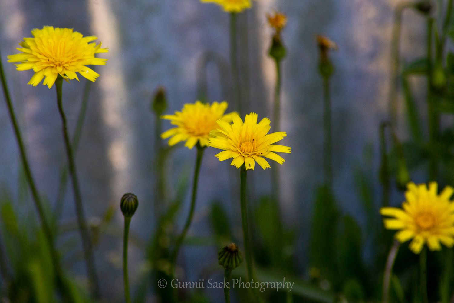 Gunnii Sack Photography, spring flowers, mokelumne hill ca