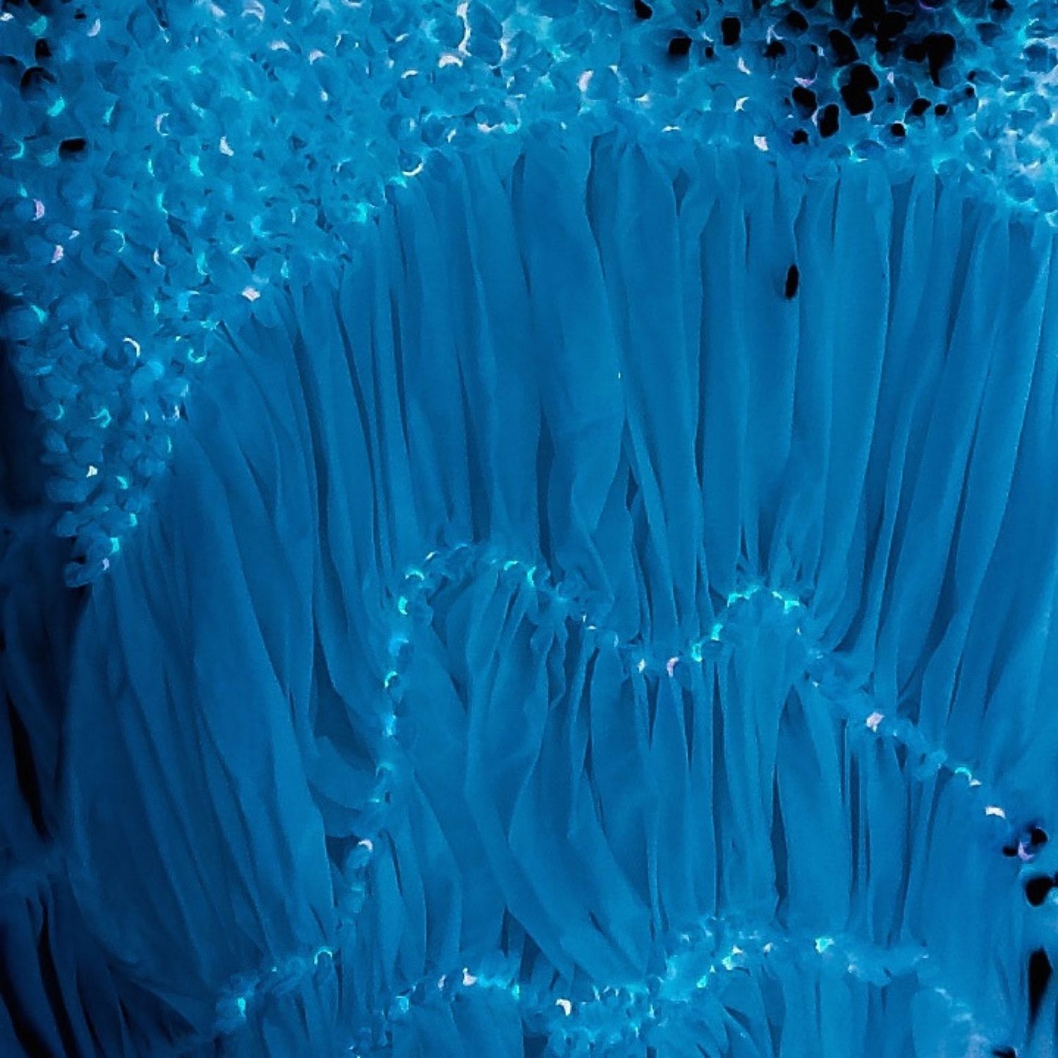 Close-up of vibrant blue coral or sea anemone tentacles with bubbles against dark background.