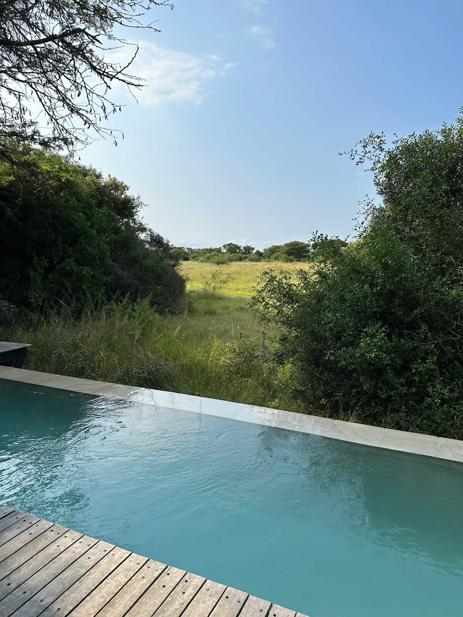 An infinity pool overlooking a serene African savanna landscape with trees and blue sky.