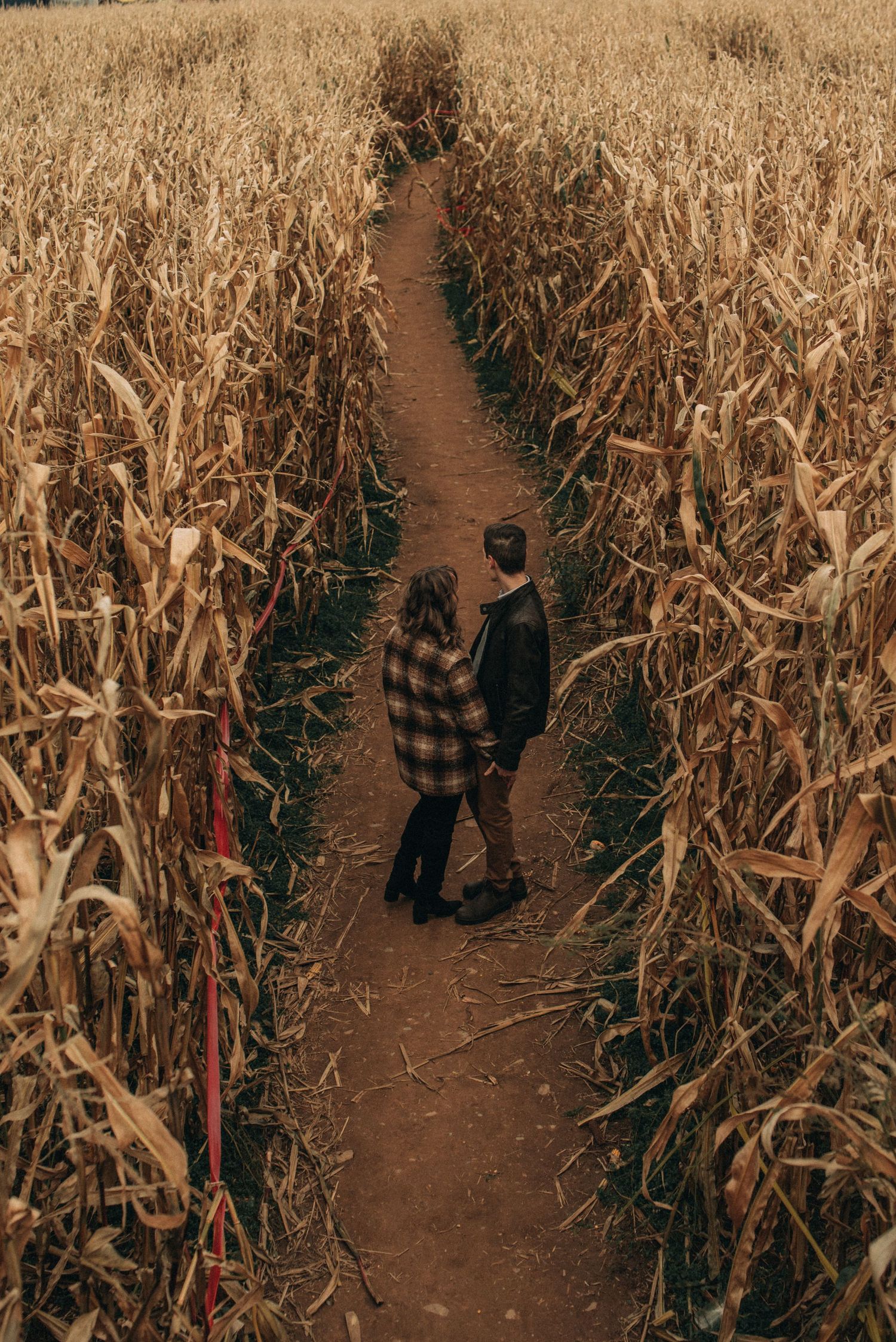 A couple walking down a path through tall dried corn stalks.