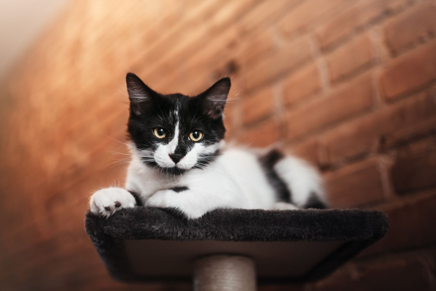 Un chaton québécois