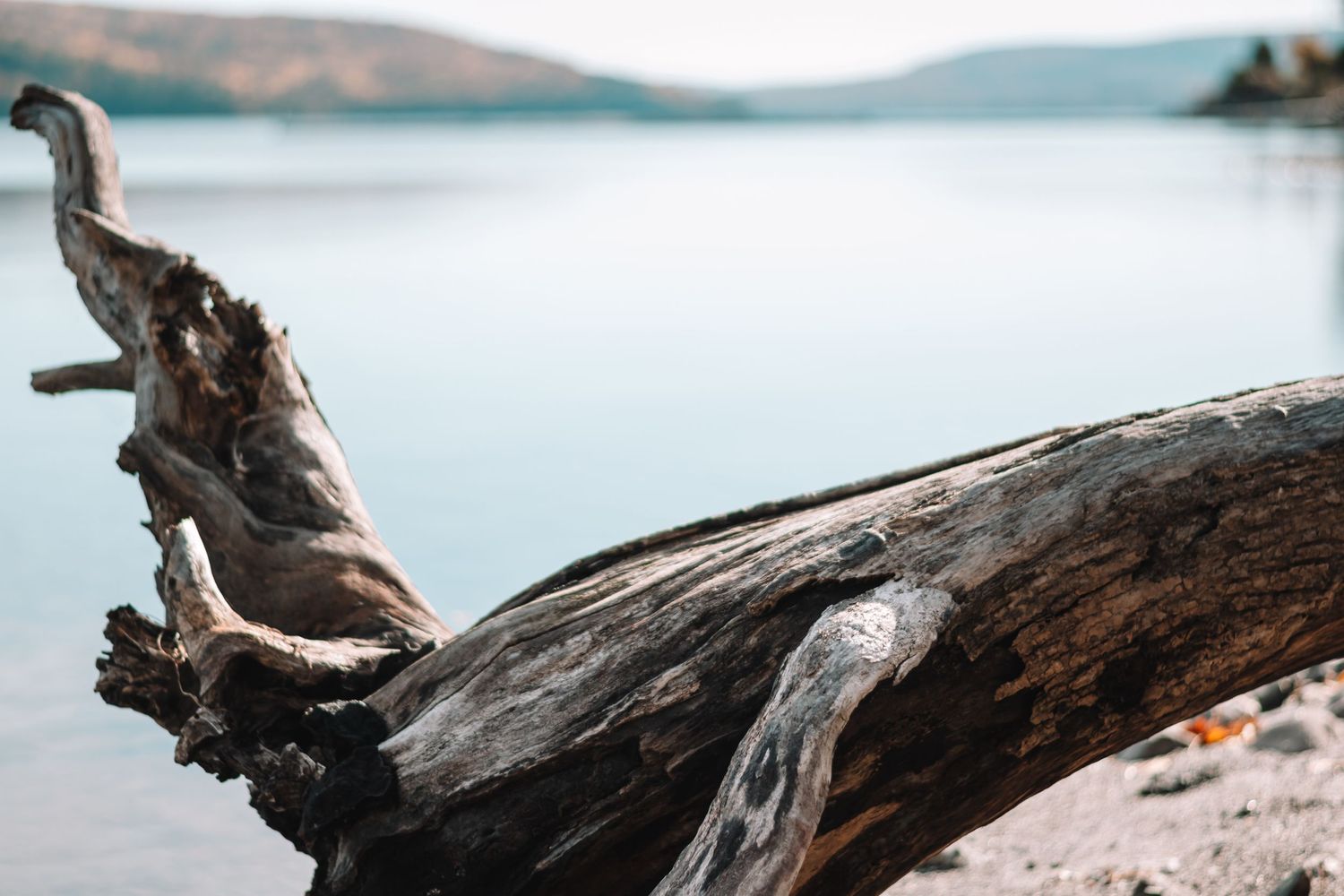 Weathered driftwood log resting on a rocky shore with a serene lake and mountains in the background.