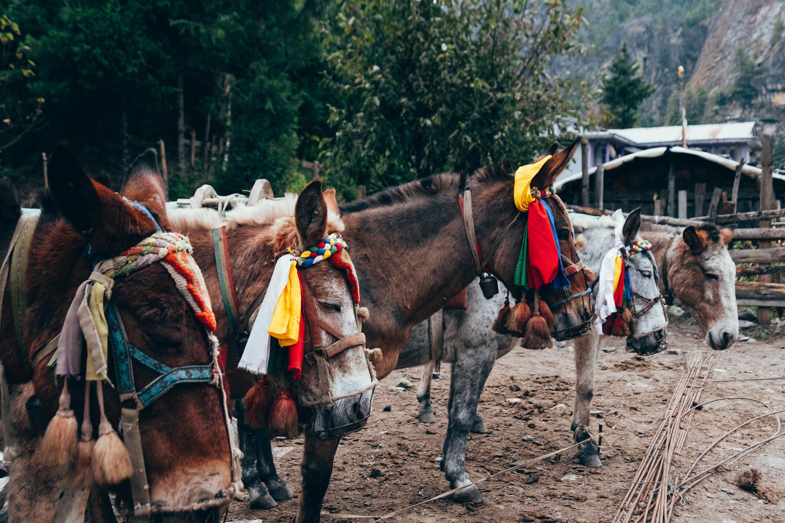 A group of pack mules carrying supplies traverse a mountain trail during a wilderness expedition.