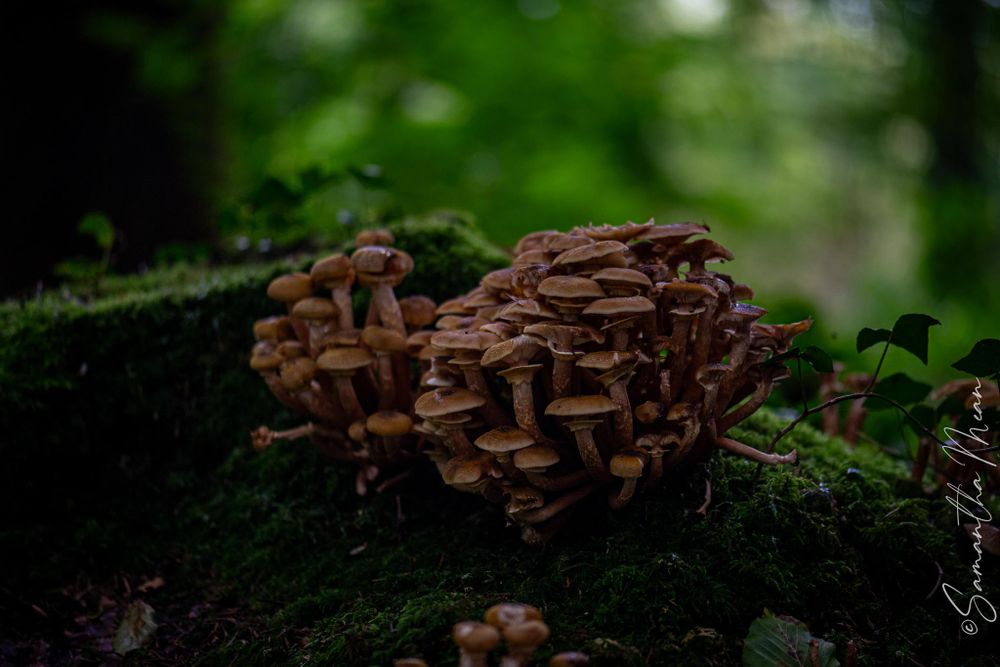 Derrycassin Wood Longford