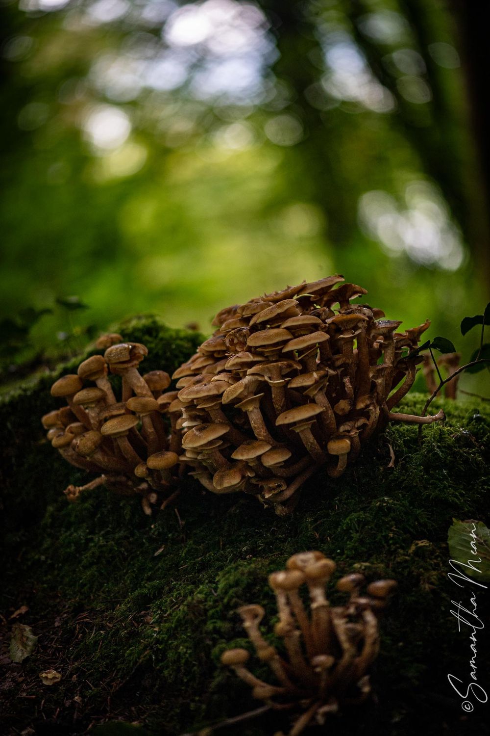 Derrycassin Wood Longford