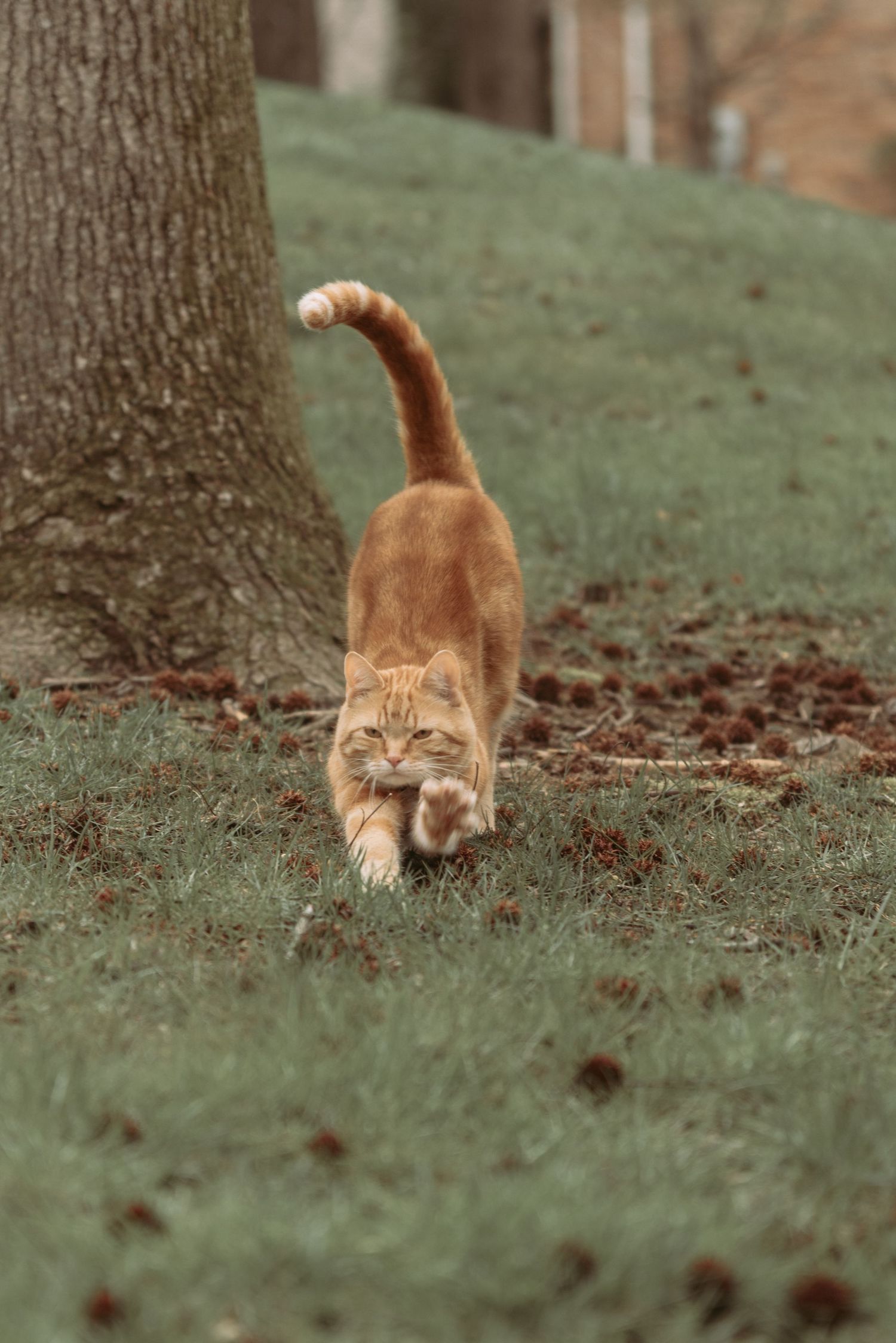 Stretch Your Paws!