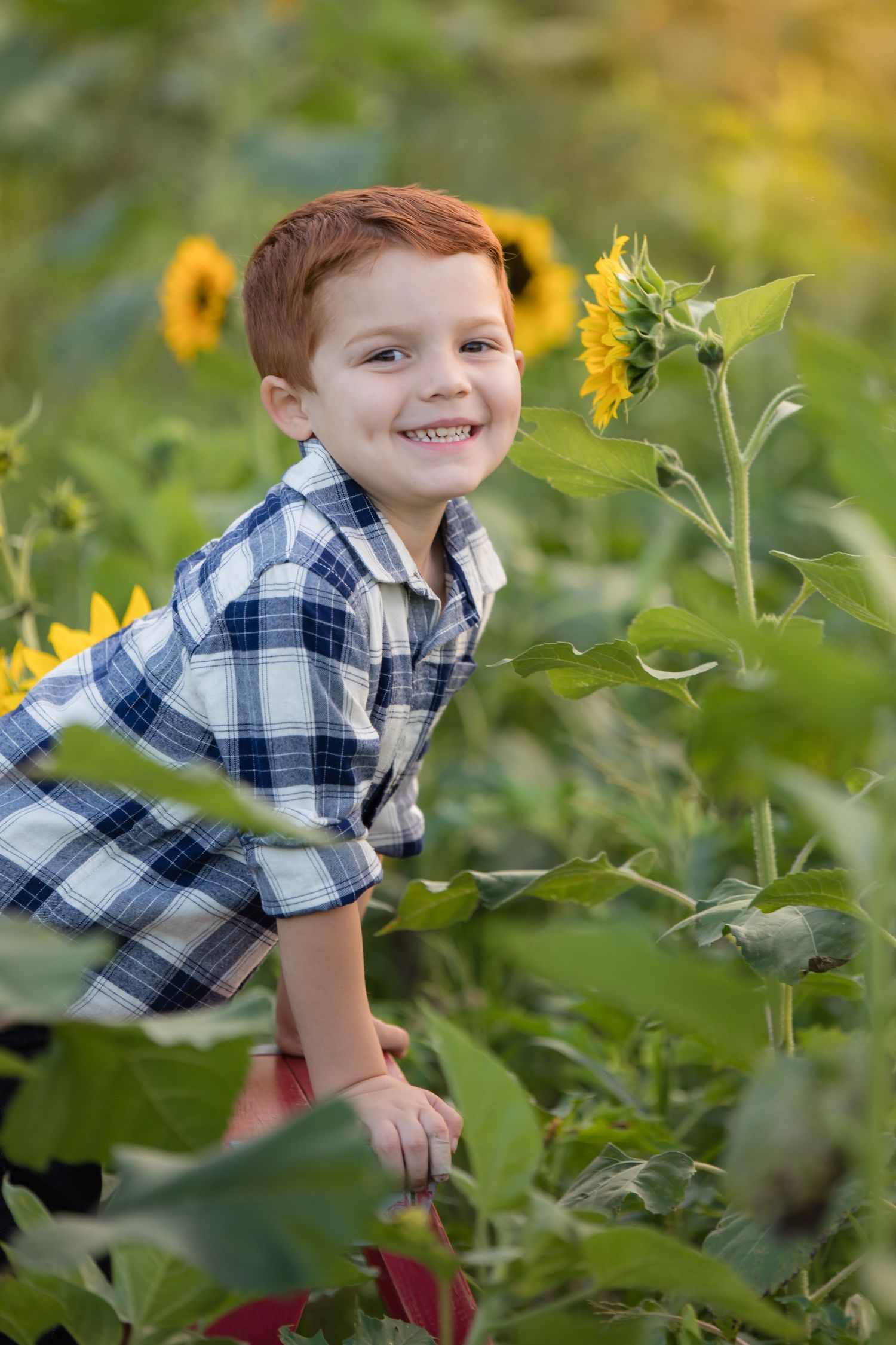 young redhead on ladder smelling sunflower in field at ward's farm in salem new jersey at sunset