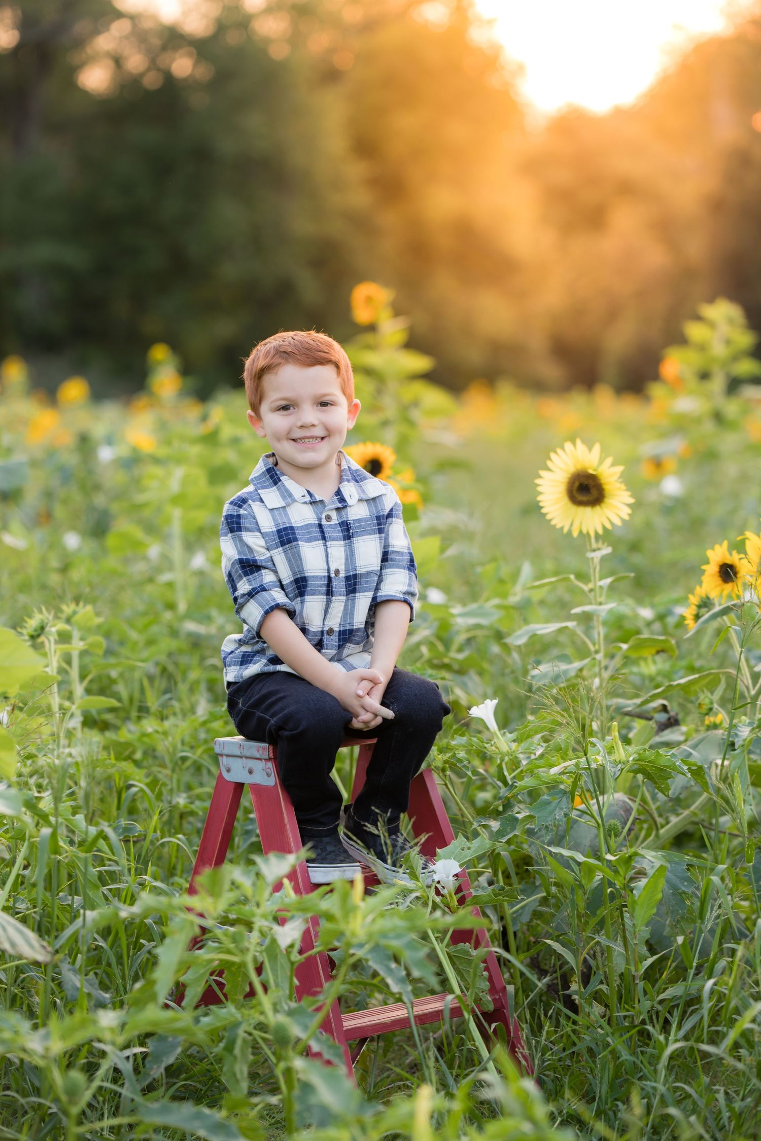 red head child on small ladder in sunflower field at Ward's Farm in Salem New Jersey at sunset