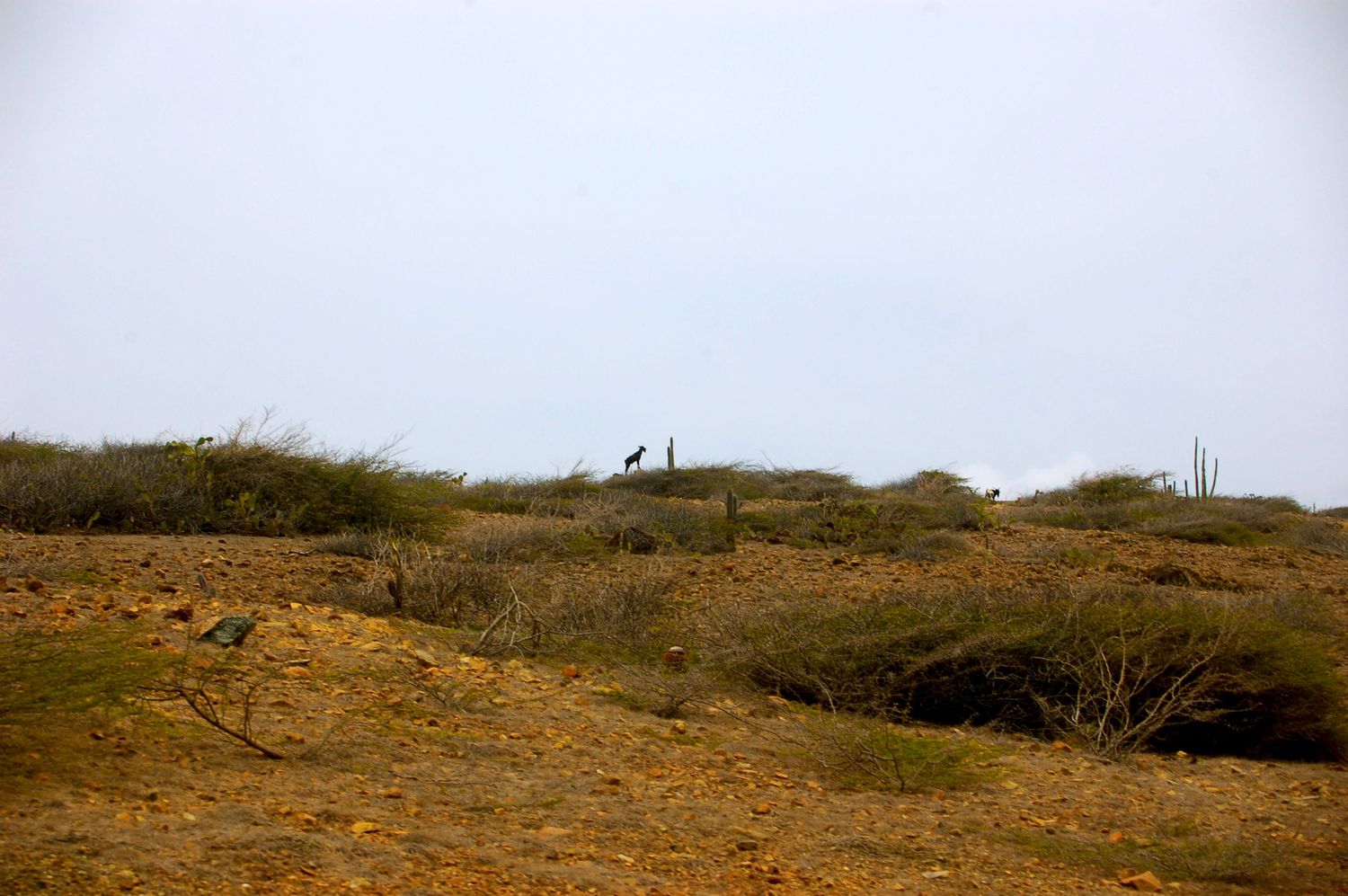 Barren desert landscape with dry vegetation and a lone figure visible on the horizon.