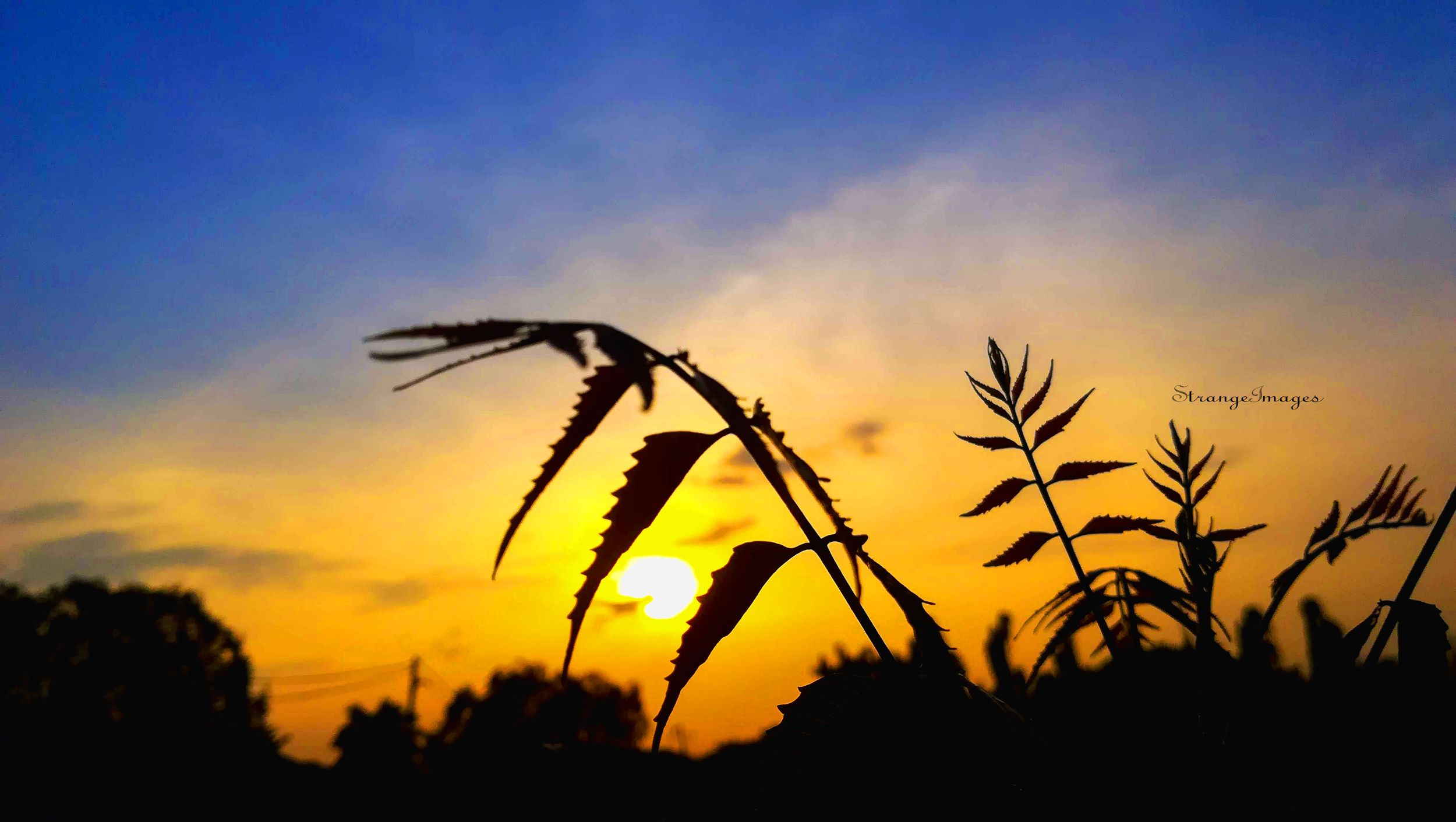sunset