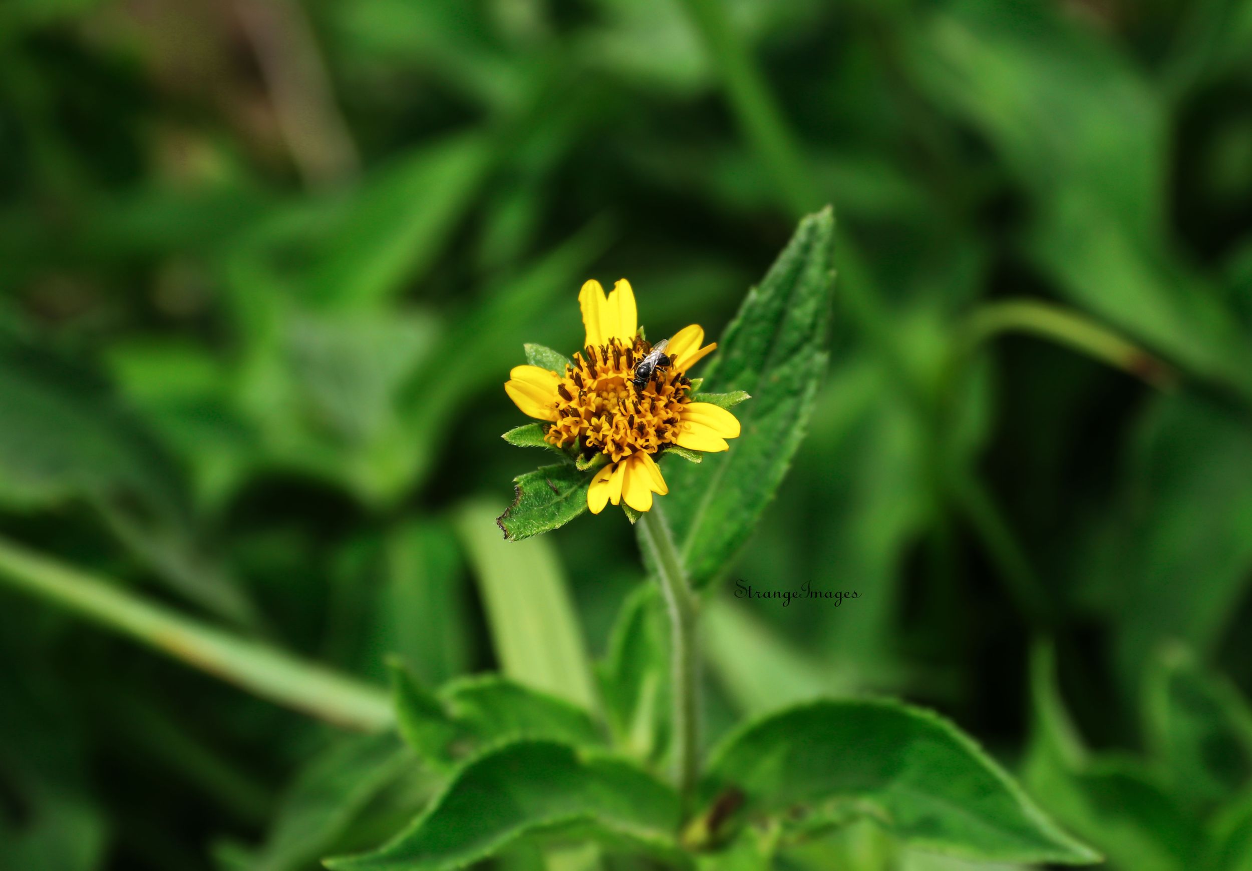 nature