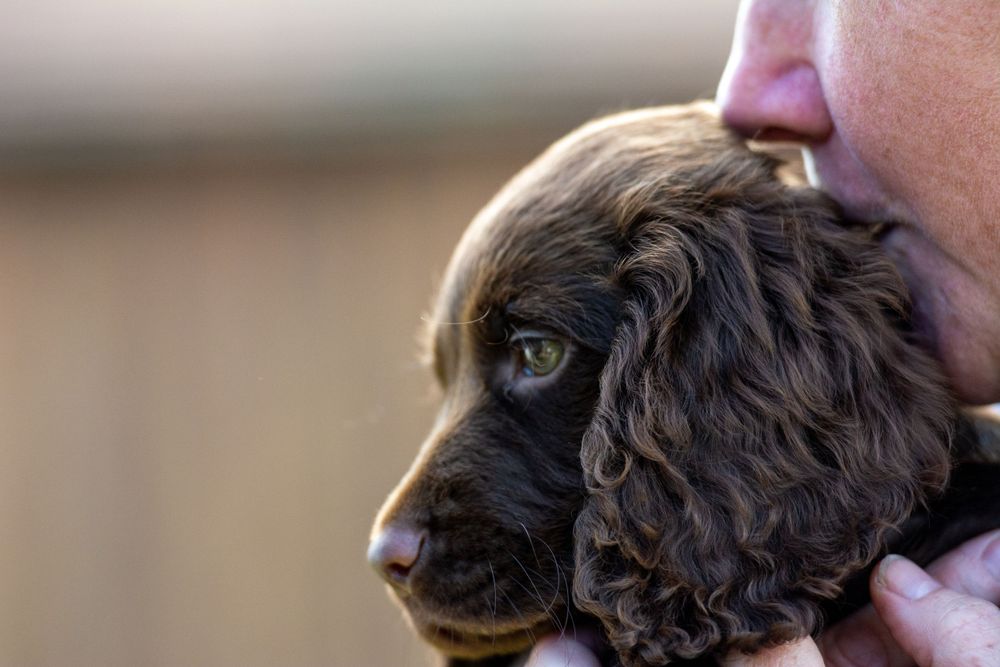 Puppy head being kisses photo