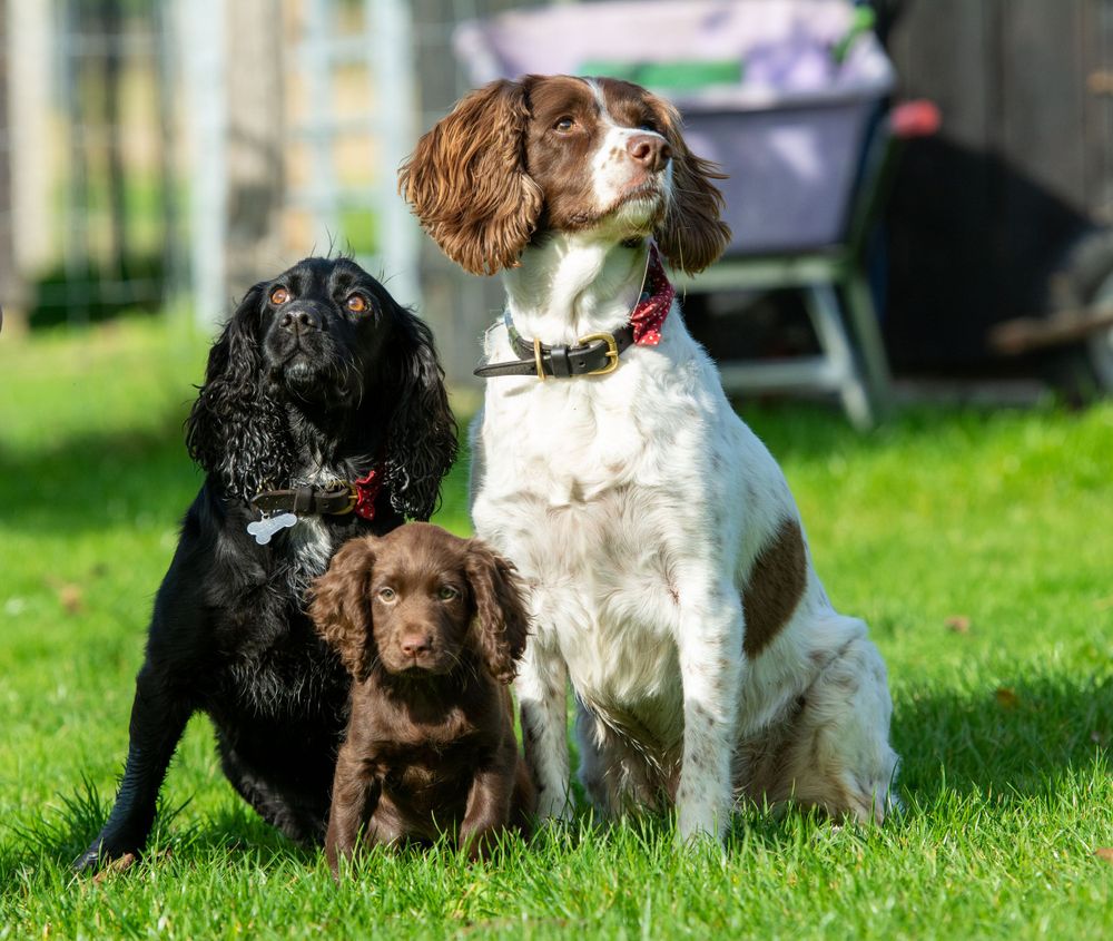 Three spaniels dogs photo
