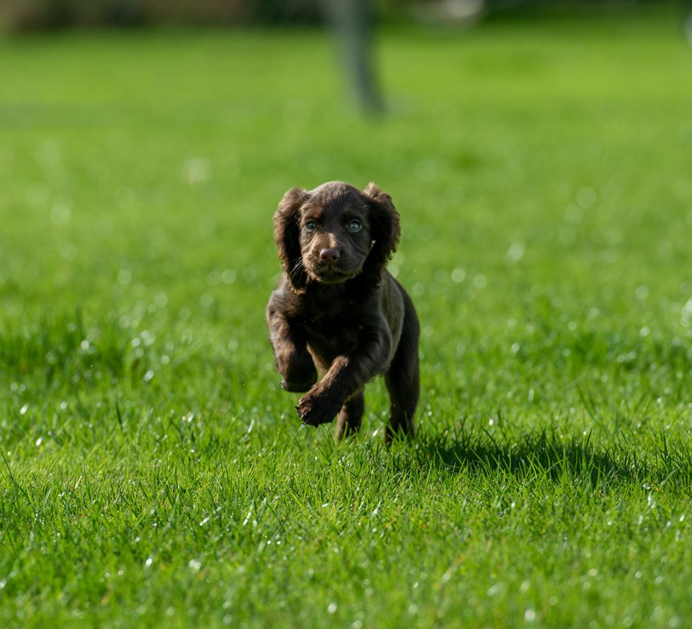 Puppy