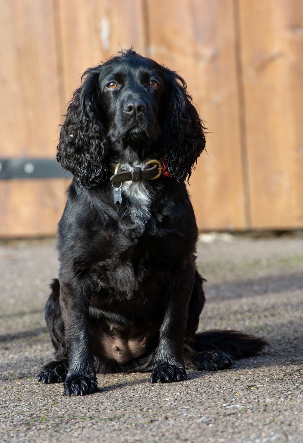 Spaniel dog
