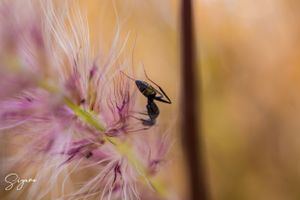 SIYANO ANT PURPLE FLOWER
