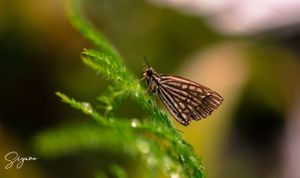 SIYANO BUTEERFLY