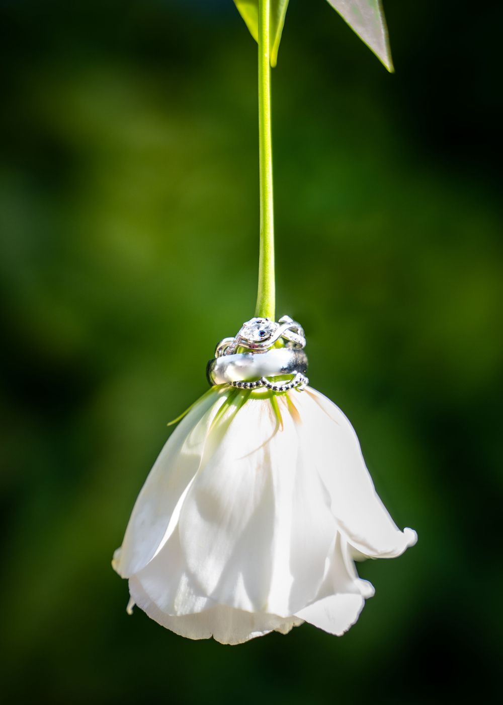 wedding_rings_lelanau_michigan