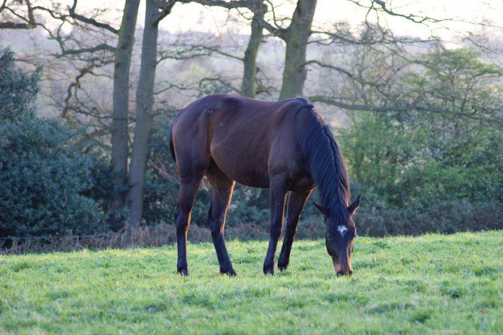 Dark brown horse grazing in a green pasture with trees in the background at dusk.