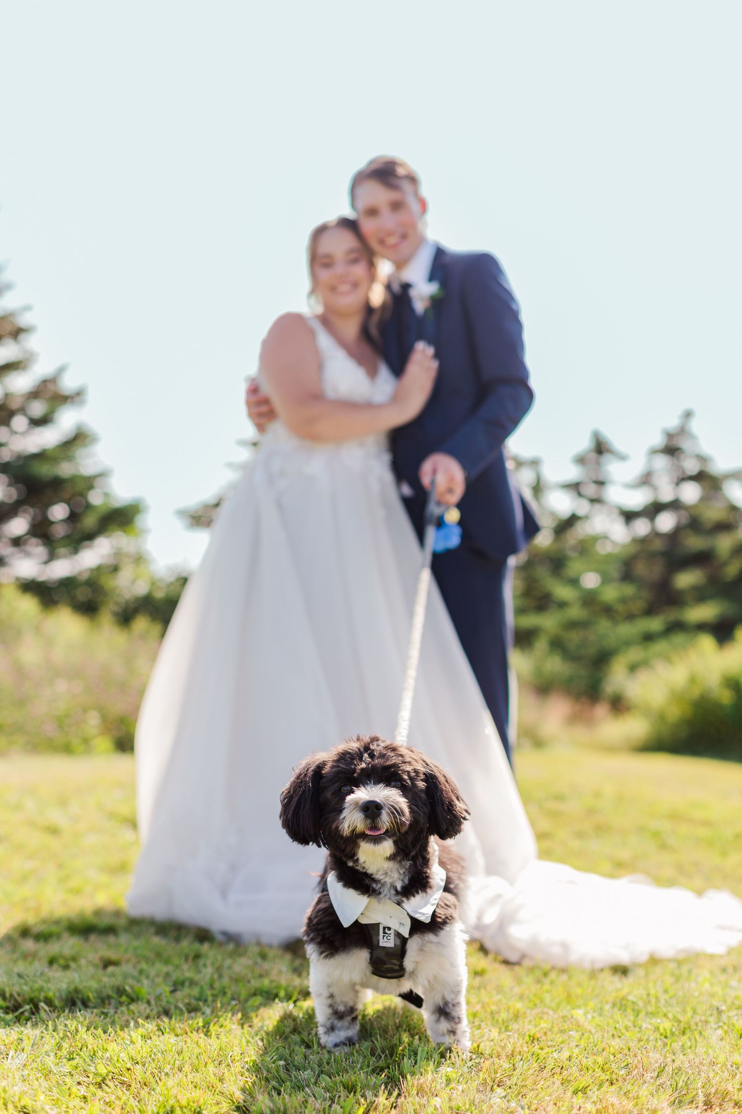 Wedding couple poses with their small black and white dog on sunny grassy hillside.
