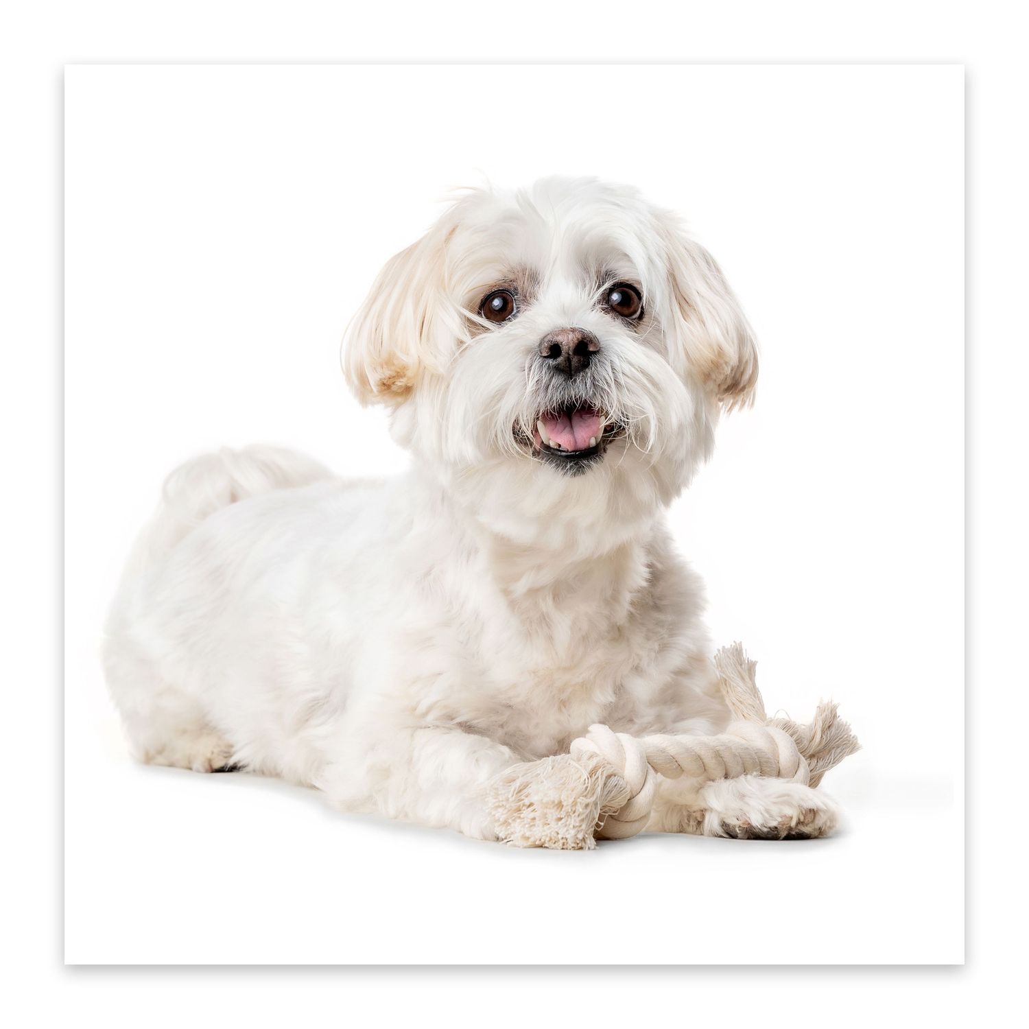 Fluffy white Maltese dog lying down and smiling at camera on white background.