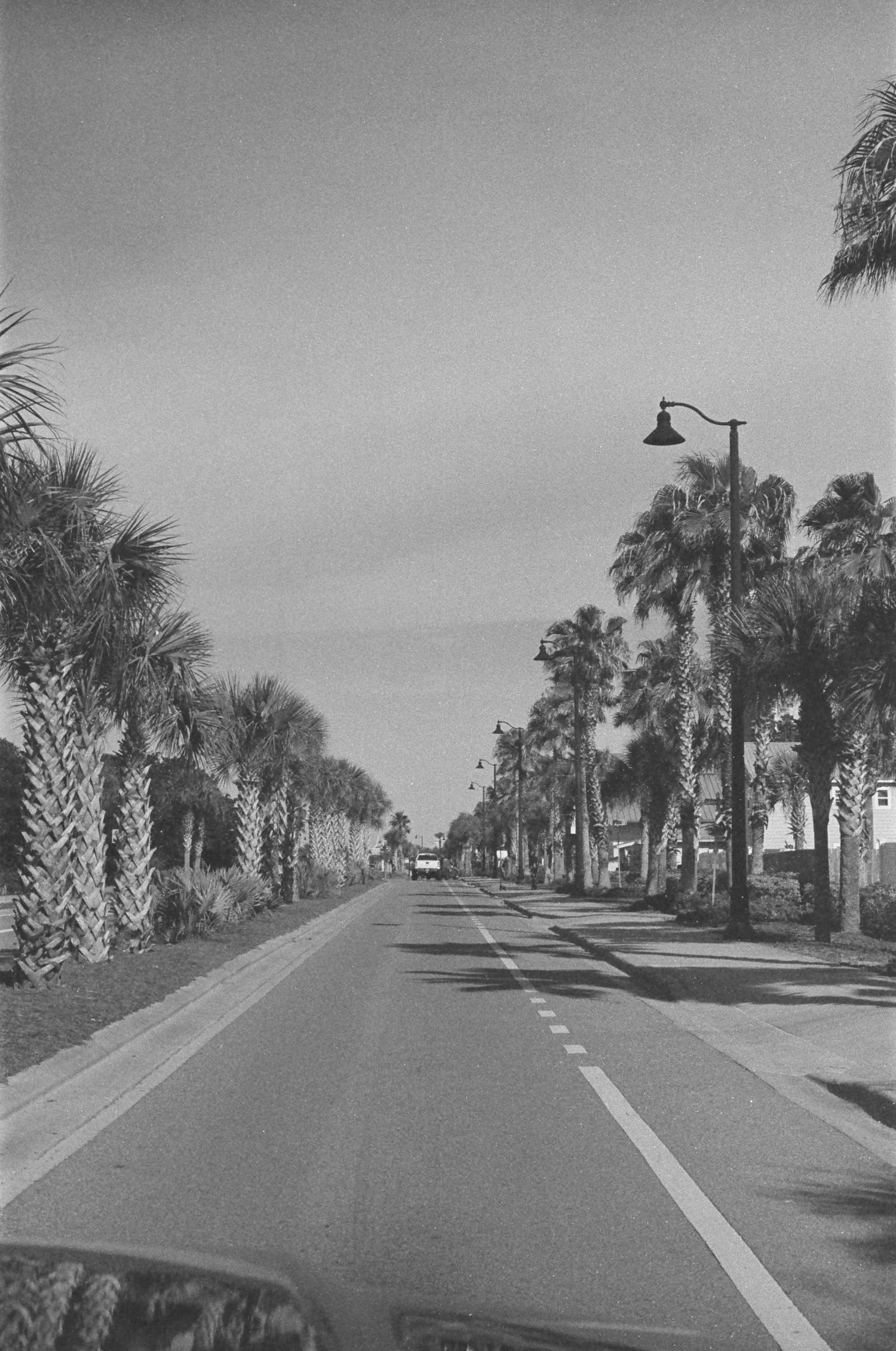 Palm tree-lined coastal road with street lamps on a cloudy day.