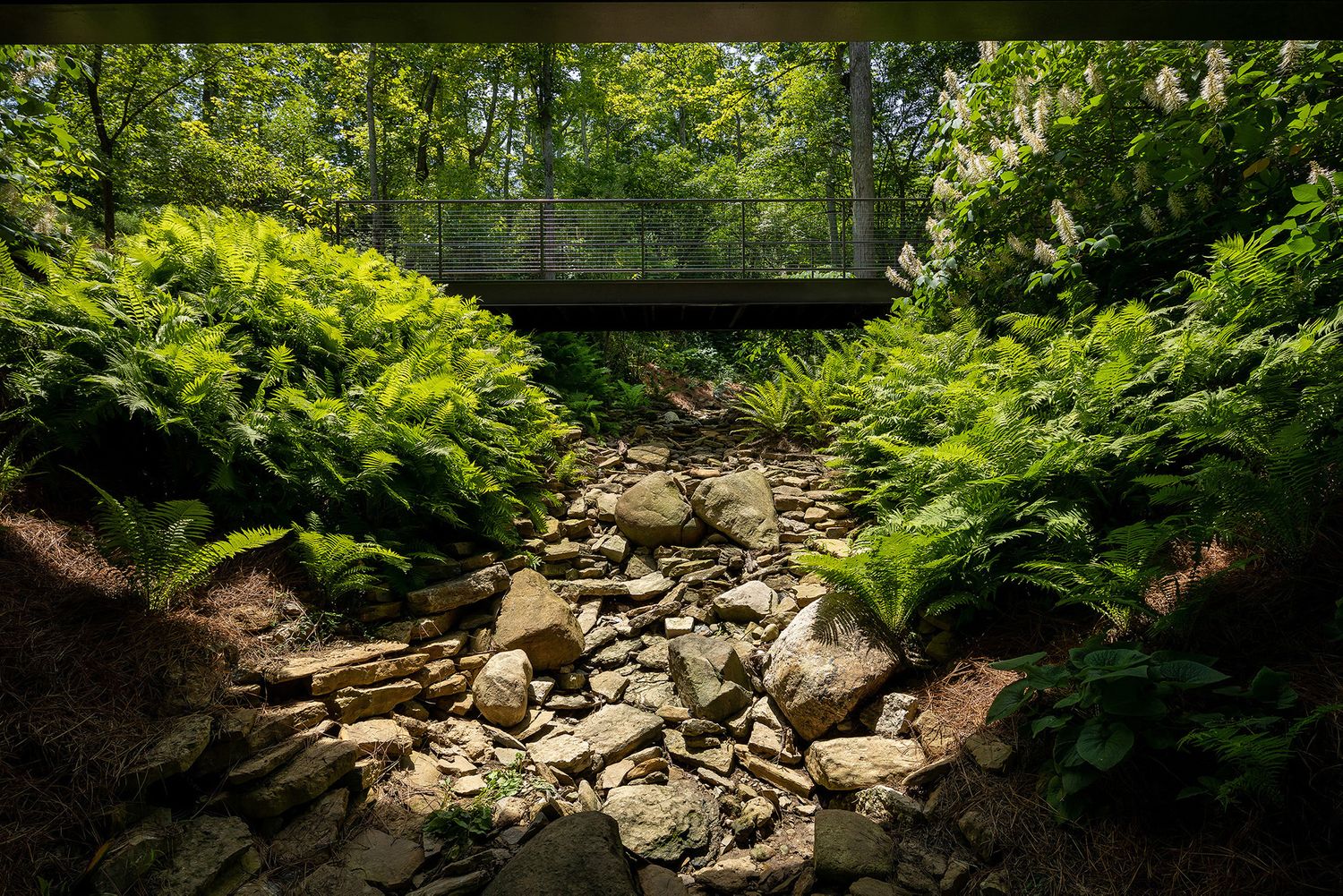 Landscape architecture photography by Studio 66 of a John Senhauser Architects house