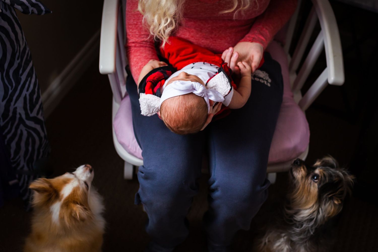 Newborn on mother's lap in a chair, with small dogs on either side